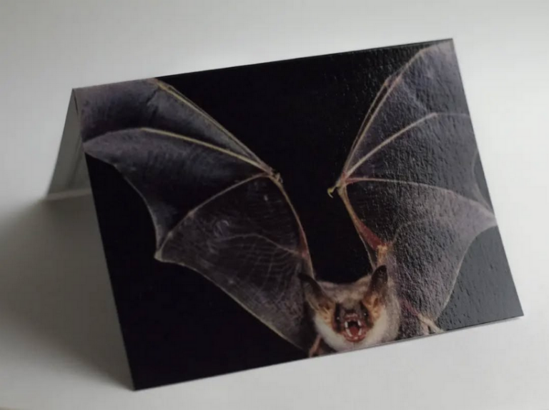 T’es O.K., t’es bat, t’es in.